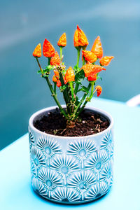 Close-up of potted plant on table