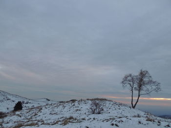 Trees on snow covered landscape against sky