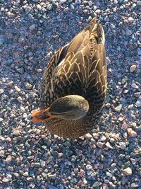 Close-up of duck on pebbles at beach