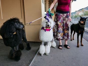 Low section of woman standing with dog