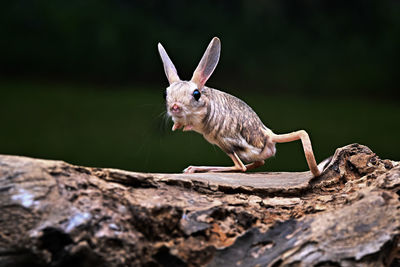 Portrait of young man standing on rock