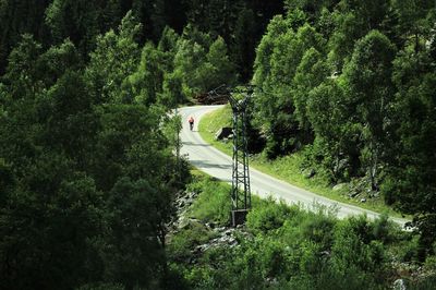 Road amidst trees in forest