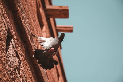 Low angle view of bird flying against clear sky