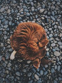 High angle view of ginger on pebbles