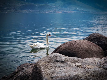 Swan on rock by lake