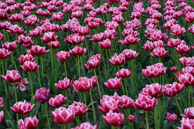 Full frame shot of pink tulips on field