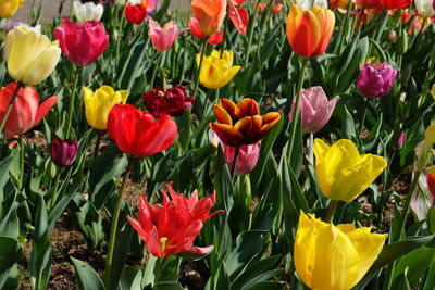 Close-up of tulips in field