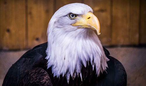 Close-up portrait of eagle