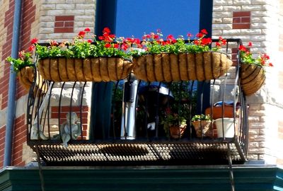 Low angle view of potted plants