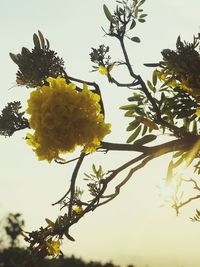 Low angle view of yellow flowers blooming on tree