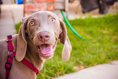 Close-up portrait of dog