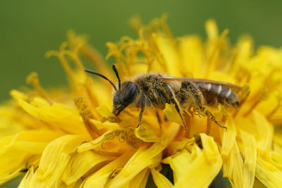 Natural close up on a female red- bellied miner solitary bee, andrena ventralis on a dandelion