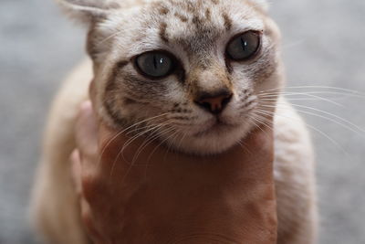 Close-up portrait of cat