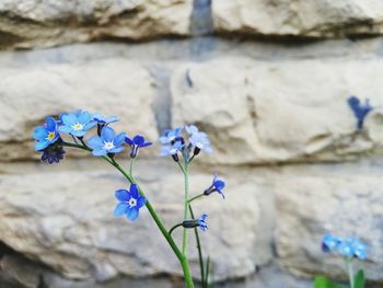 Close-up of purple flowering plant against wall