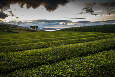 Scenic view of agricultural field against sky