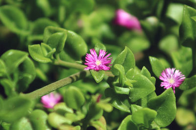 Close-up of pink flowering plant