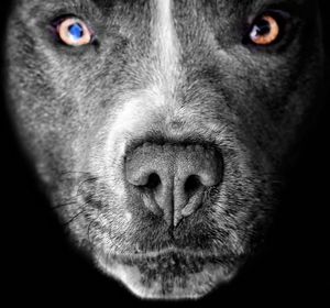 Extreme close up of dog