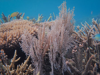 Close-up of coral in sea