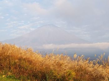 Plants growing on field against sky