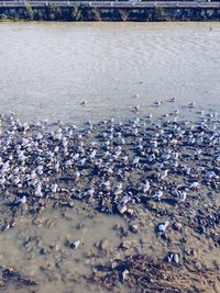 High angle view of pebbles on beach