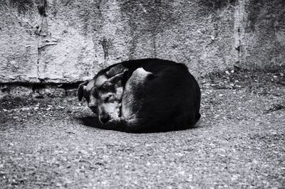 Close-up of cat sleeping