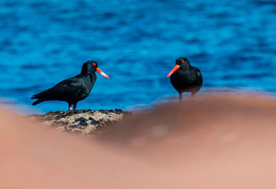 Sooty oystercatchers