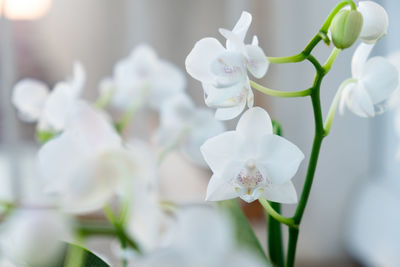 Close-up of white orchid