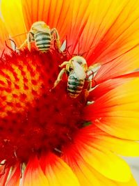 Close-up of insect on red flower