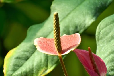 Close-up of red flowering plant