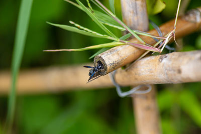 Close-up of insect on leaf