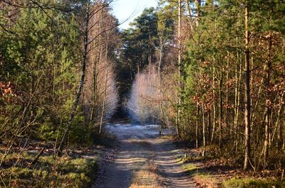 Dirt road amidst trees against sky