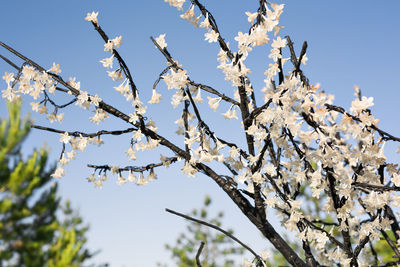 Low angle view of cherry blossom against clear sky