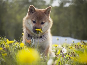 Close-up of dog