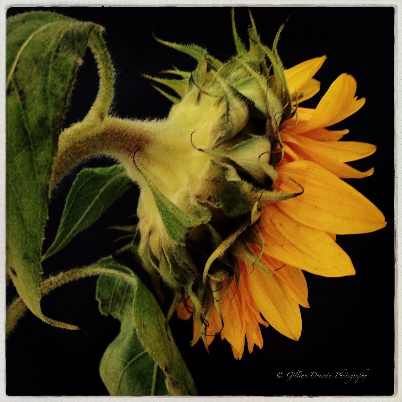 CLOSE-UP OF YELLOW FLOWERS OVER WHITE BACKGROUND