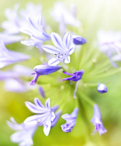 Close-up of purple flowering plant