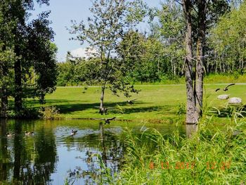 Scenic view of lake in forest