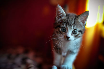 Close-up portrait of a kitten