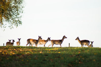 Deer standing on field against clear sky