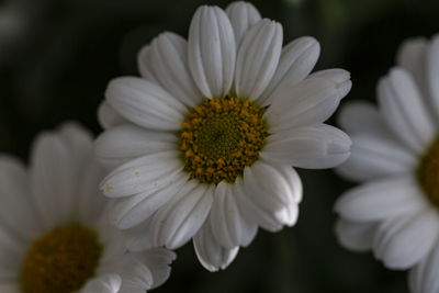 Close-up of white daisy flower