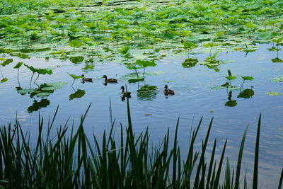 Birds swimming in lake