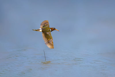 Close-up of bird flying against sky