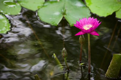Close-up of lotus water lily in lake