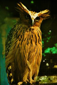 Close-up of owl perching
