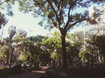 Road passing through trees