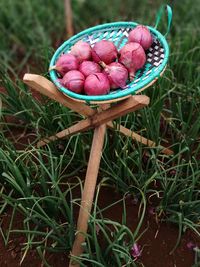 Close-up of apples in basket