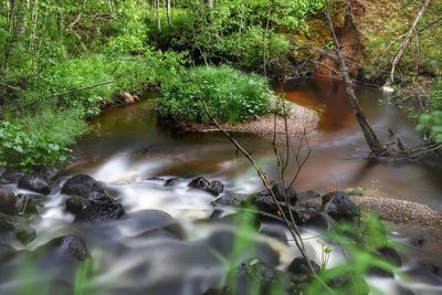 Scenic view of lake in forest