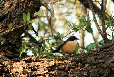 Close-up of bird perching on tree trunk