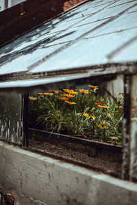 Close-up of potted plants by window