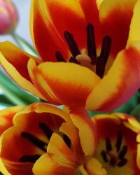 Close-up of yellow flowers