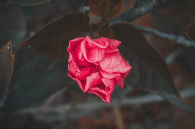 Close-up of pink rose